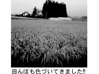 �c��ڂ��F�Â��Ă��܂���!!